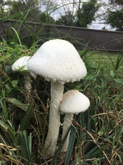 Saproamanita thiersii