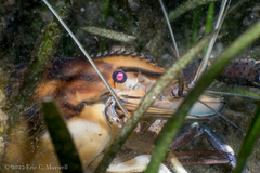 Macrobrachium carcinus