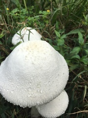 Saproamanita thiersii