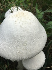 Saproamanita thiersii