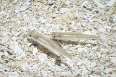 Notropis