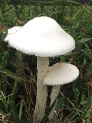 Saproamanita thiersii