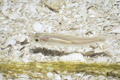 Notropis