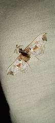 Neoleucinodes