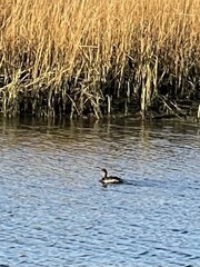 Podilymbus podiceps