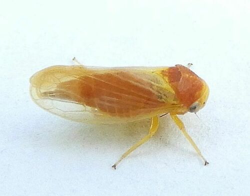 Oncopsis citra