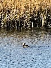 Podilymbus podiceps