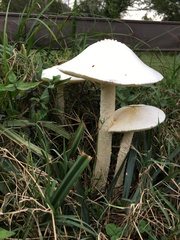 Saproamanita thiersii