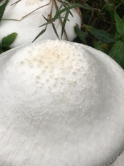 Saproamanita thiersii