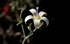 Wahlenbergia thunbergiana