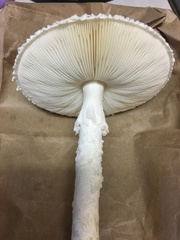 Saproamanita thiersii