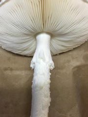 Saproamanita thiersii