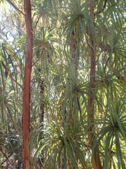 Dracophyllum