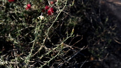 Wahlenbergia thunbergiana