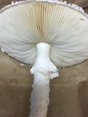 Saproamanita thiersii