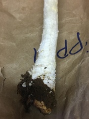 Saproamanita thiersii