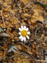 Chaetanthera albiflora