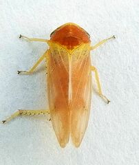 Oncopsis citra