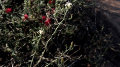 Wahlenbergia thunbergiana