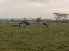 Connochaetes taurinus mearnsi