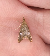 Glaucocharis leucoxantha