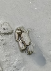 Macrophthalmus banzai