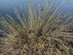 Juncus acutus leopoldii