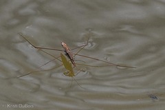 Limnoporus notabilis