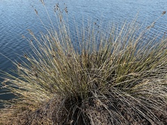 Juncus acutus leopoldii