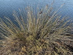 Juncus acutus leopoldii