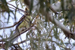Platycercus elegans flaveolus