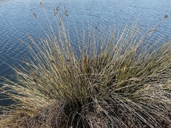Juncus acutus leopoldii