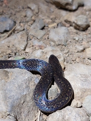 Northern Ground Snake photo 4
