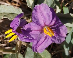 Solanum esuriale