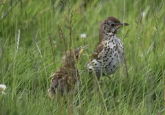 Turdus philomelos clarkei