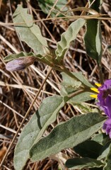 Solanum esuriale
