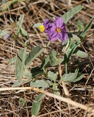 Solanum esuriale