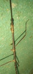Caribbiopheromera trinitatis