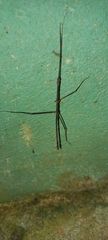 Caribbiopheromera trinitatis