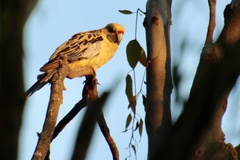 Platycercus elegans flaveolus