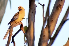 Platycercus elegans flaveolus