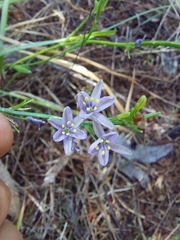 Caesia calliantha