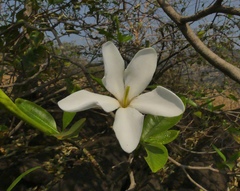 Gardenia resinifera