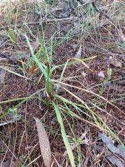 Caesia calliantha
