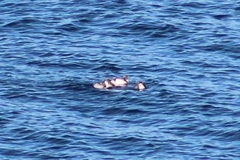 Podiceps occipitalis