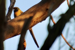 Platycercus elegans flaveolus