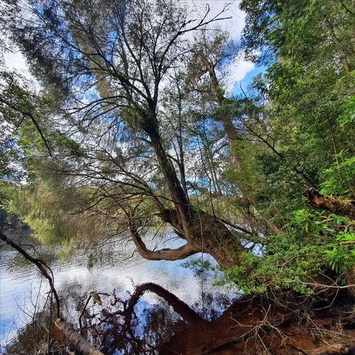 Huon pine (Lagarostrobos franklinii)