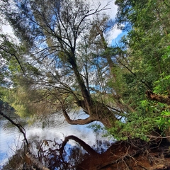 Lagarostrobos franklinii