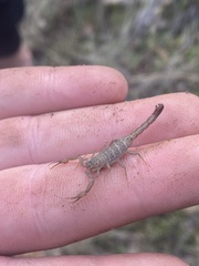 Serradigitus gertschi