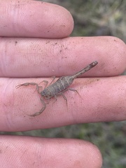 Serradigitus gertschi